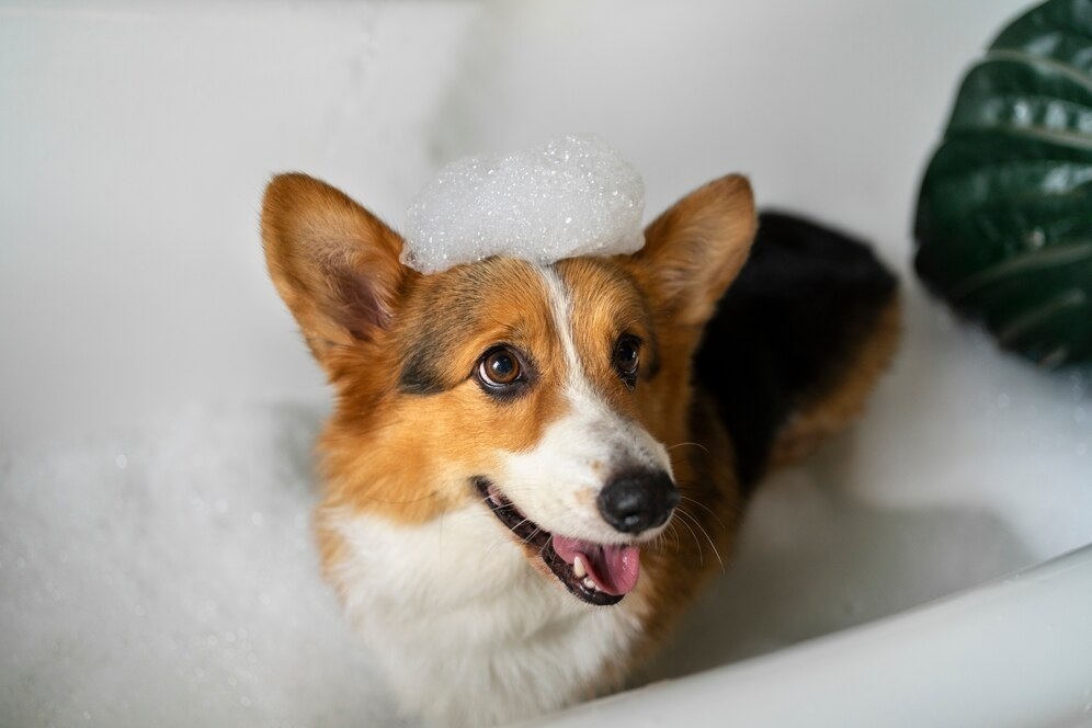 Pet Spa 3